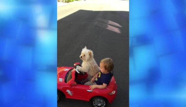 Pies prowadzi samochód z dzieckiem na pokładzie!